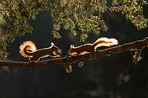 Red squirrel, (Sciurus vulgaris), two backlit on pine branch, Cairngorms National Park, Scotland, UK.May