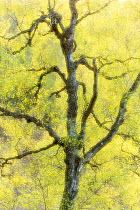 Creative impression of Silver birch (Betula pendula) foliage, Creagellachie NNR, Cairngorms National Park, Scotland, UK.May