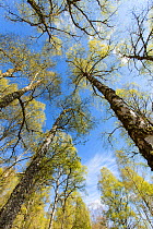 Birch (Betula pendula) woodland in spring, Creagellachie NNR, Cairngorms National Park, Scotland, UK., May