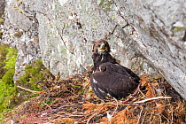 Golden eagle (Aquila chrysaetos) chick with radio transmitter fitted for the purpose of satellite tracking the bird&#39;s movements, Cairngorms National Park, Scotland, UK, June.