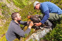 Field workers attaching radio transmitter to young Golden eagle (Aquila chrysaetos) chick for satellite tracking, Cairngorms National Park, Scotland, UK, June.
