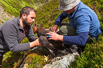 Field workers attaching radio transmitter to young Golden eagle (Aquila chrysaetos) chick for satellite tracking, Cairngorms National Park, Scotland, UK, June.