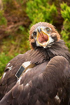 Golden eagle (Aquila chrysaetos) chick with radio transmitter fitted for the purpose of satellite tracking the bird&#39;s movements, Cairngorms National Park, Scotland, UK, June.