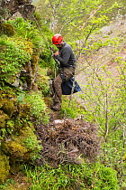 Field worker abseiling to Golden eagle (Aquila chrysaetos) nest to return a recently satellite-tagged chick, Cairngorms National Park, Scotland, UK, June.