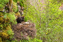 Golden eagle (Aquila chrysaetos) chick in nest after having a radio transmitter fitted for the purpose of satellite tracking the bird&#39;s movements, Cairngorms National Park, Scotland, UK, June.