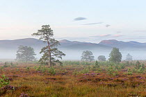 Scattered Scots pine trees (Pinus sylvstris) with the natural regeneration of saplings on Dorback Moor, Cairngorms National Park, Scotland, UK. August 2017.