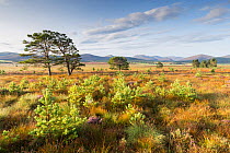 Scots pine (Pinus sylvestris) saplings naturally regenerated from mature pines on moorland, Cairngorms National Park, Scotland, UK. August.
