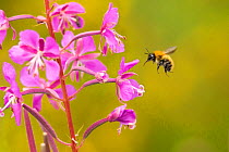 Bumblebee, (Bombus spp), in flight near rosebay willowherb flower, Scotland, UK, August.