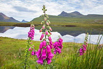 Foxglove (Digitalis purpurea) in flower, with Cul Mor in background, Coigach and Assynt Living Landscape, Scotland, UK, July.