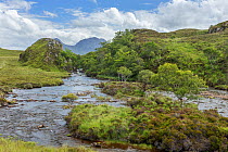 River Abhainn Osgaig and associated deciduous woodland, Coigach and Assynt Living Landscape, Scotland, UK, July.