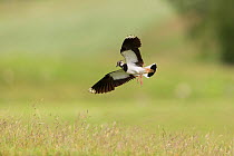 Lapwing, (Vanellus vanellus), adult in flight over breeding territory, Scotland, UK, July.