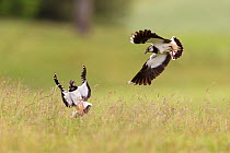Lapwing, (Vanellus vanellus), two birds in flight over breeding territory, Scotland, UK, July.
