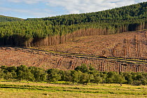 Partial felling of pine plantation, Sutherland, Scotland, UK, July 2017.