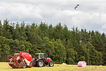 Red kite (Milvus milvus) in flight scanning for prey disturbed by tractor, Inverness-shire, Scotland, UK, July 2017.
