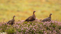 Red grouse, (Lagopus lagopus scoticus), adult with two juveniles on flowering heather moor in summer,Scotland, UK, August.