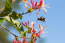 Bumblebee, (Bombus hortorum), in flight about to alight on honeysuckle flower, Scotland, UK, July.