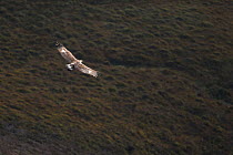 Golden eagle, (Aquila chrysaetos), in flight over moorland, Isle of Skye, Scotland, UK, September.