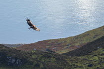 Golden eagle, (Aquila chrysaetos), juvenile in flight over moorland near coast, Isle of Skye, Scotland, UK.September