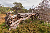 Wind blown pine providing dead wood habitat, Glen Quoich, Mar Lodge Estate, Scotland, UK, October.