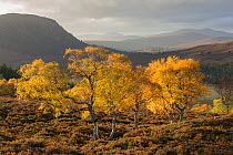 Birch (Betula pendula) trees in autumn, Morrone birkwoods, Cairngorms National Park, Scotland, UK.October