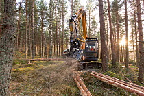Habitat improvement - felling work in pine plantation on RSPB Abernethy Reserve, Scotland, UK, December.