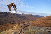Common buzzard, (Buteo buteo) flying in to scavenge on deer carcass, Isle of Skye, Scotland, UK.January