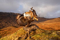Common buzzard, (Buteo buteo), scavenging deer carcass, Isle of Skye, Scotland, UK.January