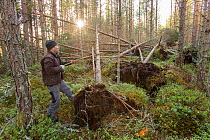 Restructuring pine plantation by winching over trees to expose roots and create fallen deadwood, Abernethy Forest, Cairngorms NP, Scotland, UK.February