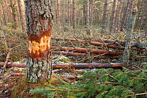 Restructiring pine plantation - ring-barking and felling trees to create standing and fallen dead wood and open up canopy, Abernethy Forest, Cairngorms NP, Scotland, UK.February