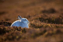 Mountain hare, (Lepus timidus), on heather moor in winter, Scotland, UK.February
