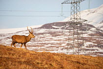Red deer, (Cervus elaphus), stag on moor with electricity plylon in background, Scotland, UK.February