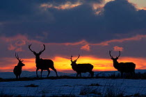 Red deer, (Cervus elaphus), stags silhouetted at sunset in winter, Scotland, UK.February