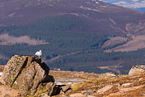 Ptarmigan, (Lagopus mutus) , wide view of winter plumage bird perched on rock, Cairngorms, Scotland, UK.February