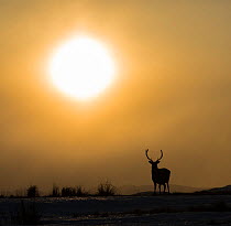 Red deer, (Cervus elaphus), stag silhouetted at sunset, Scotland, UK.February