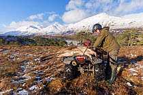 Stalker with Red deer (Cervus elaphus) carcass on quad bike, Glen Affric, Scotland, UK, February.