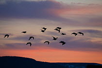 Curlew (Numenius arquata), flock flying into roost site at dusk, Scotland, UK.March (This image may be licensed either as rights managed or royalty free.)