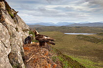Golden eagle (Aquila chrysaetos) adult with nest material on eyrie with chick showing background, Isle of Lewis, Scotland, UK., May.