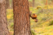 Red squirrel (Sciurus vulgaris), two animals fighting, while falling, Scotland, UK, August.