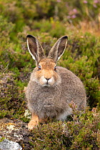 Mountain hare (Lepus timidus), sub-adult in summer coat on moorland, Scotland, UK, August.