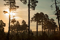 Scot&#39;s Pine forest (Pinus sylvestris) at sunrise, Cairngorms National Park, Scotland, UK, July.