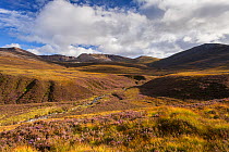RF - Heather moorland in the foothills of the Cairngorm mountains , Scotland, UK.August (This image may be licensed either as rights managed or royalty free.)