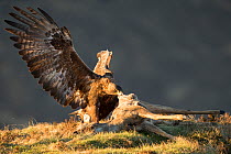 RF - Golden Eagle (Aquila chrysaetos) adult feeding on roe deer carcass, Isle of Skye, Scotland, UK.February (This image may be licensed either as rights managed or royalty free.)