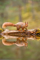 RF - Red Squirrel (Sciurus vulgaris), at woodland pond , Scotland, UK.April (This image may be licensed either as rights managed or royalty free.)