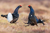 RF - Black Grouse (Tetrao tetrix), two males fighting on lek , Scotland, UK.April (This image may be licensed either as rights managed or royalty free.)