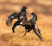RF - Black Grouse (Tetrao tetrix), two males fighting on lek , Scotland, UK.April (This image may be licensed either as rights managed or royalty free.)