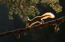 RF - Red squirrel, (Sciurus vulgaris), backlit on pine branch, Cairngorms National Park, Scotland, UK.May (This image may be licensed either as rights managed or royalty free.)