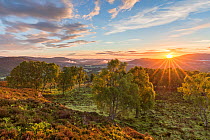 RF - Sunrise over birch woodland, Cairngorms National Park, Scotland, UK.June (This image may be licensed either as rights managed or royalty free.)