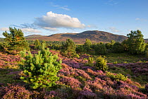 RF - Flowering heather moor and scattered pine and birch, Tulloch Moor, Cairngorms National Park, Scotland, UK.August (This image may be licensed either as rights managed or royalty free.)