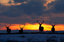 RF - Red deer, (Cervus elaphus), stags silhouetted at sunset in winter, Scotland, UK.February (This image may be licensed either as rights managed or royalty free.)