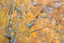 RF - Birch trees (Betula pendula) woodland impression, Cairngorms National Park, Scotland, UK.November (This image may be licensed either as rights managed or royalty free.)